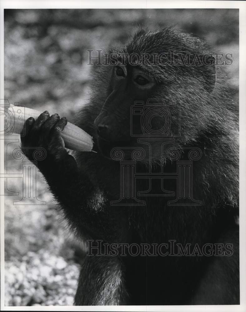 Load image into Gallery viewer, 1978 Press Photo Olive baboon "Hackenbush" eats banana in Hampton Bays, New York
