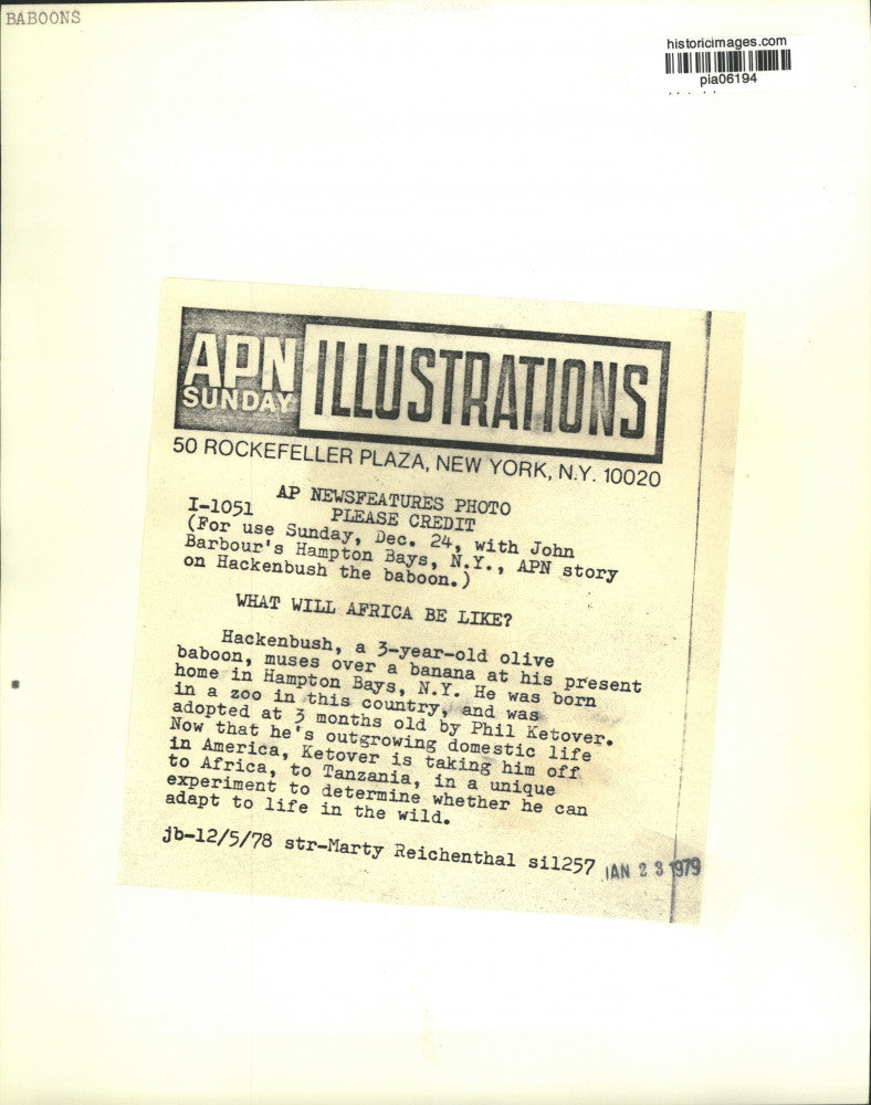 Load image into Gallery viewer, 1978 Press Photo Olive baboon "Hackenbush" eats banana in Hampton Bays, New York
