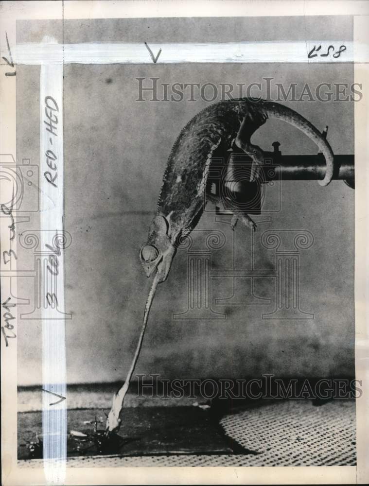 1943 Press Photo Chameleon catches insect with tongue in London, England