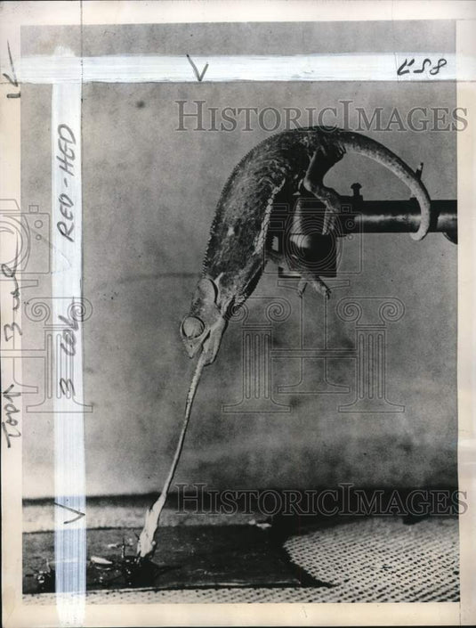 1943 Press Photo Chameleon catches insect with tongue in London, England