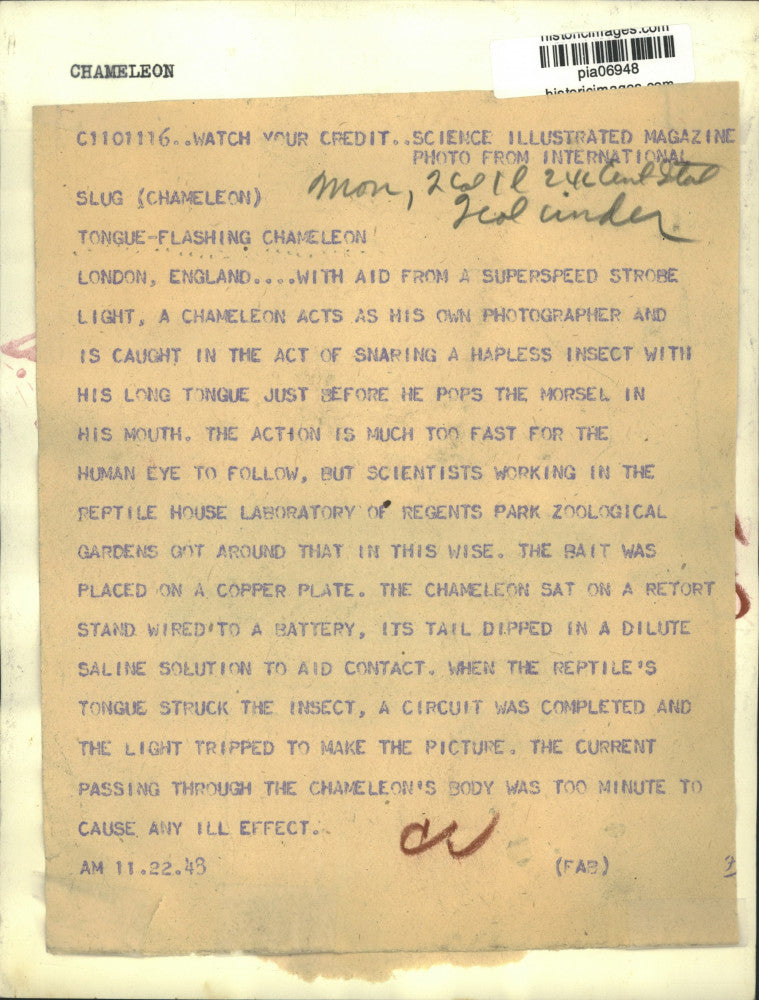 1943 Press Photo Chameleon catches insect with tongue in London, England