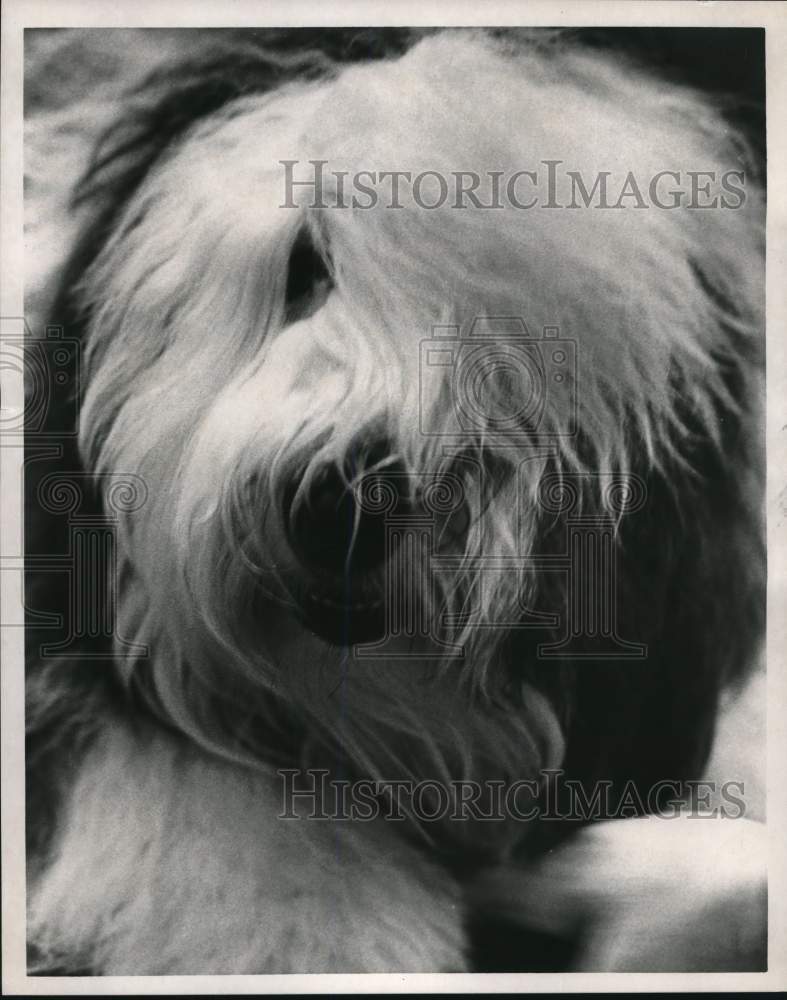 1974 Press Photo Sheepdog with long hair covering face - pia07194