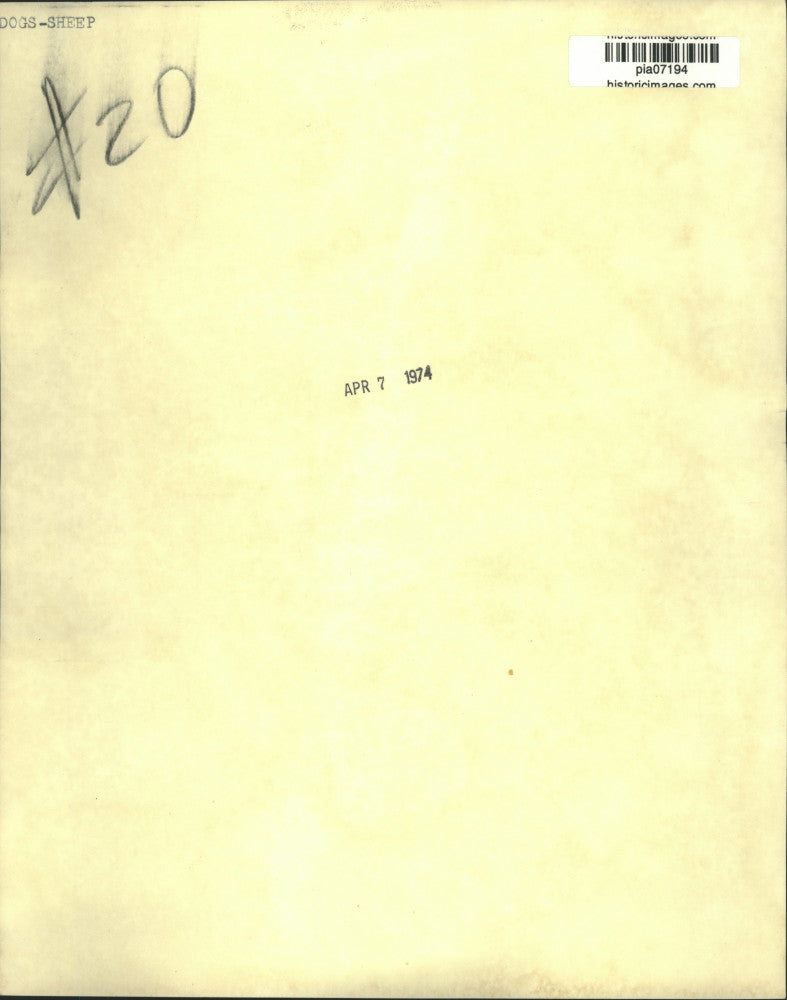 1974 Press Photo Sheepdog with long hair covering face - pia07194