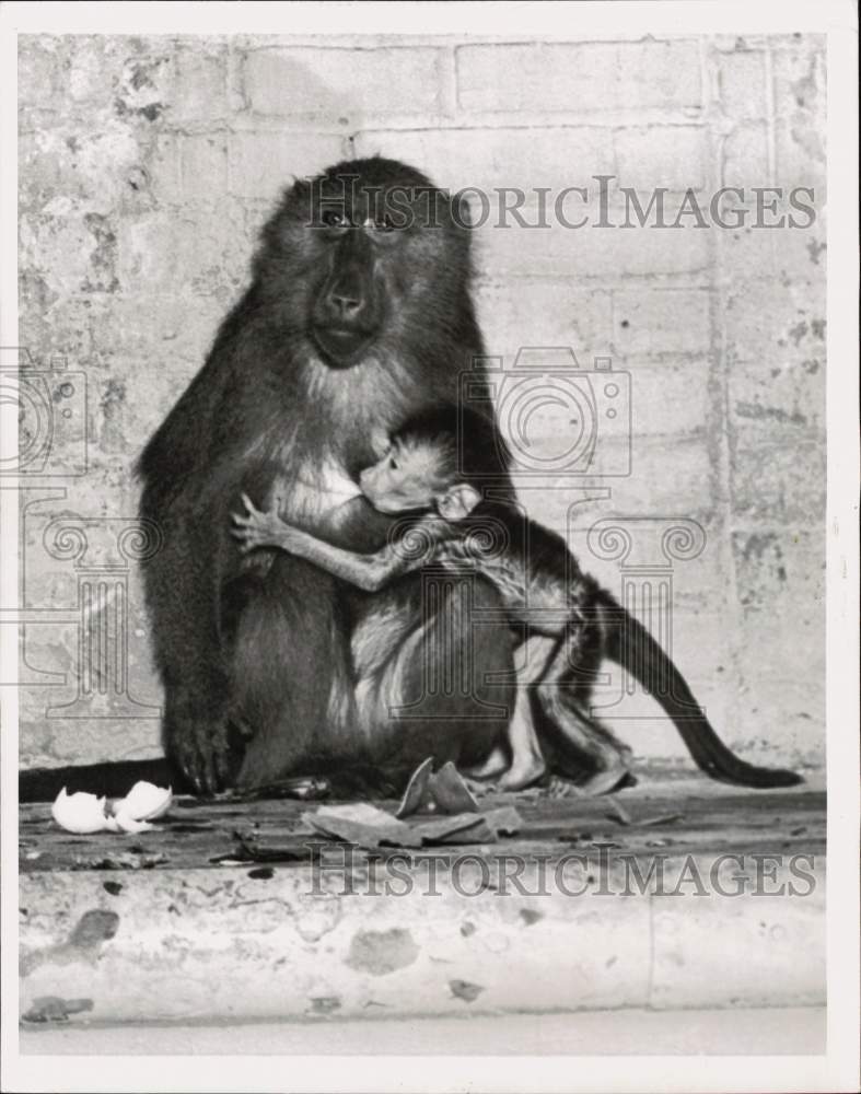 1952 Press Photo Mother monkey nurses baby - pia07869
