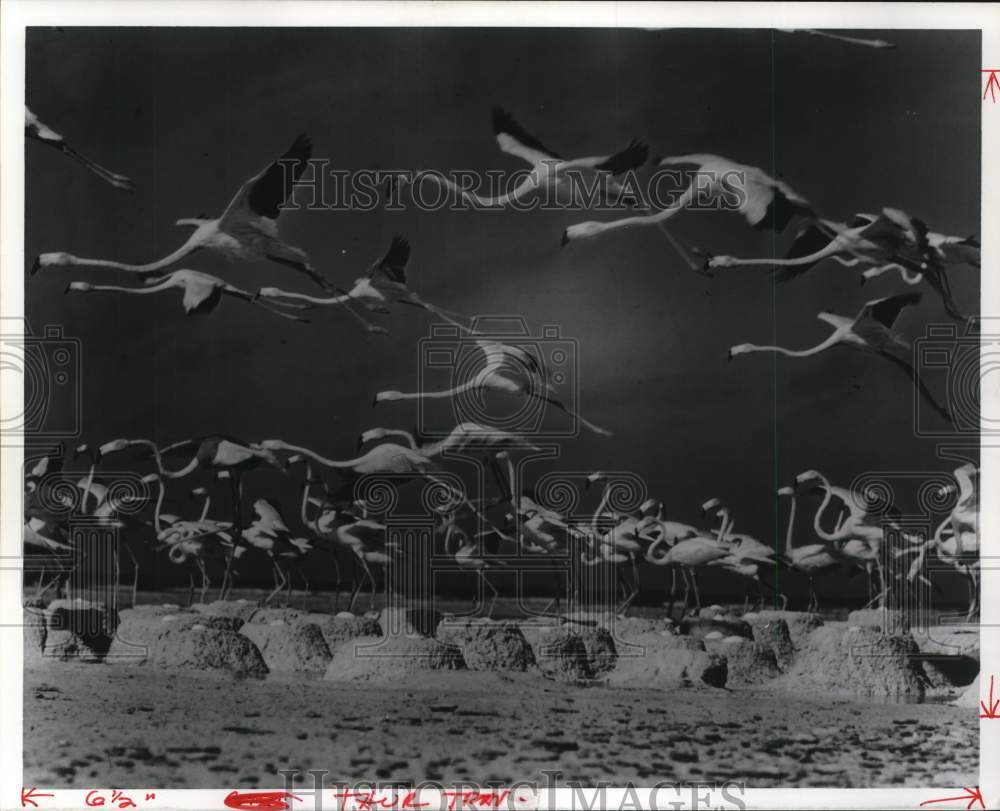 1978 Press Photo Flamingoes on Bonaire in the Dutch Caribbean - pia08684