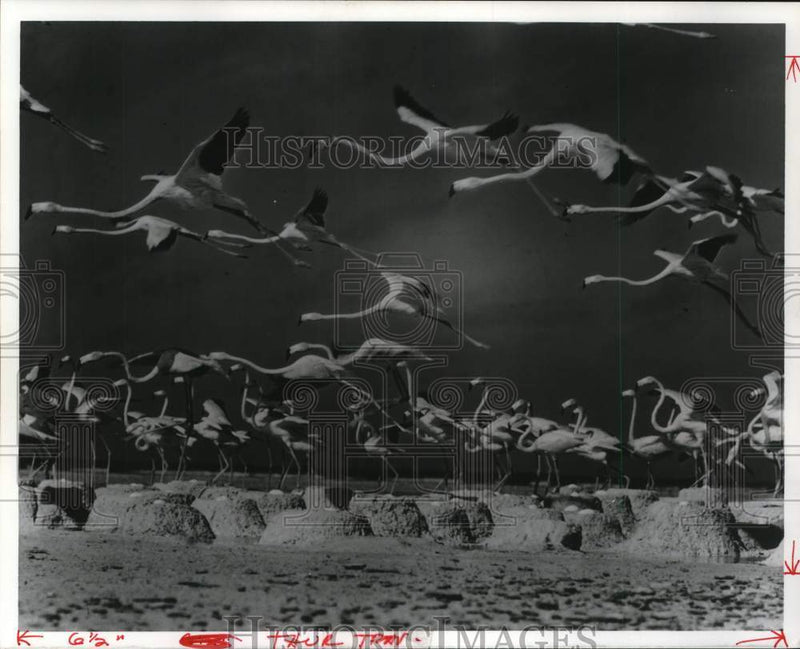 Load image into Gallery viewer, 1978 Press Photo Flamingoes on Bonaire in the Dutch Caribbean - pia08684

