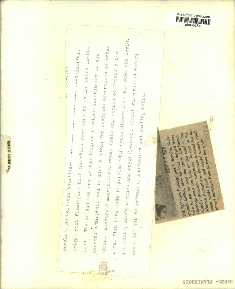 1978 Press Photo Flamingoes on Bonaire in the Dutch Caribbean - pia08684