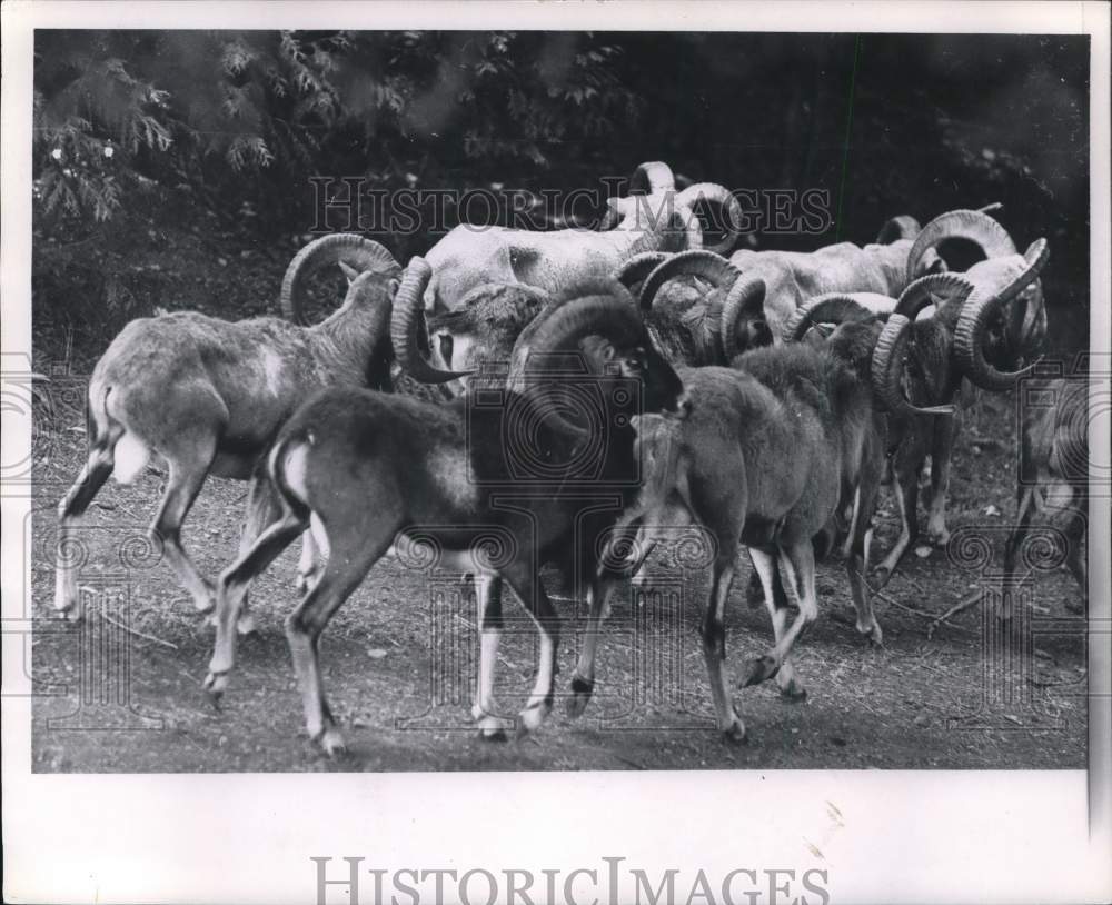 1975 Press Photo Moving flock of bighorn sheep - pia09146
