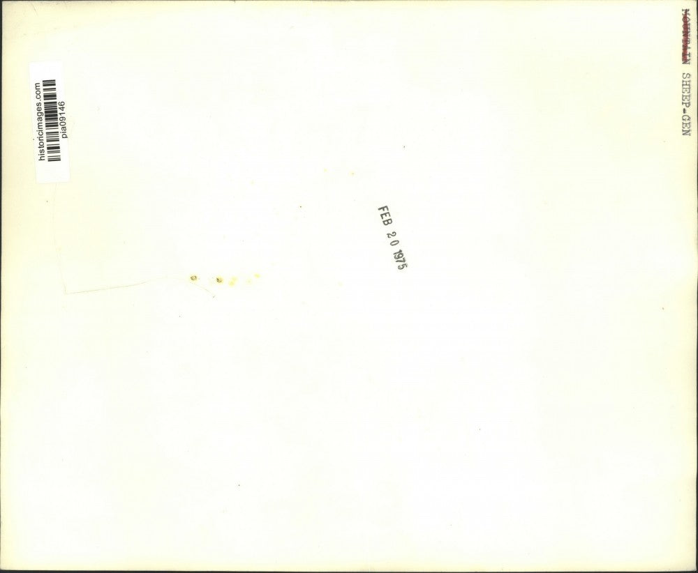 1975 Press Photo Moving flock of bighorn sheep - pia09146