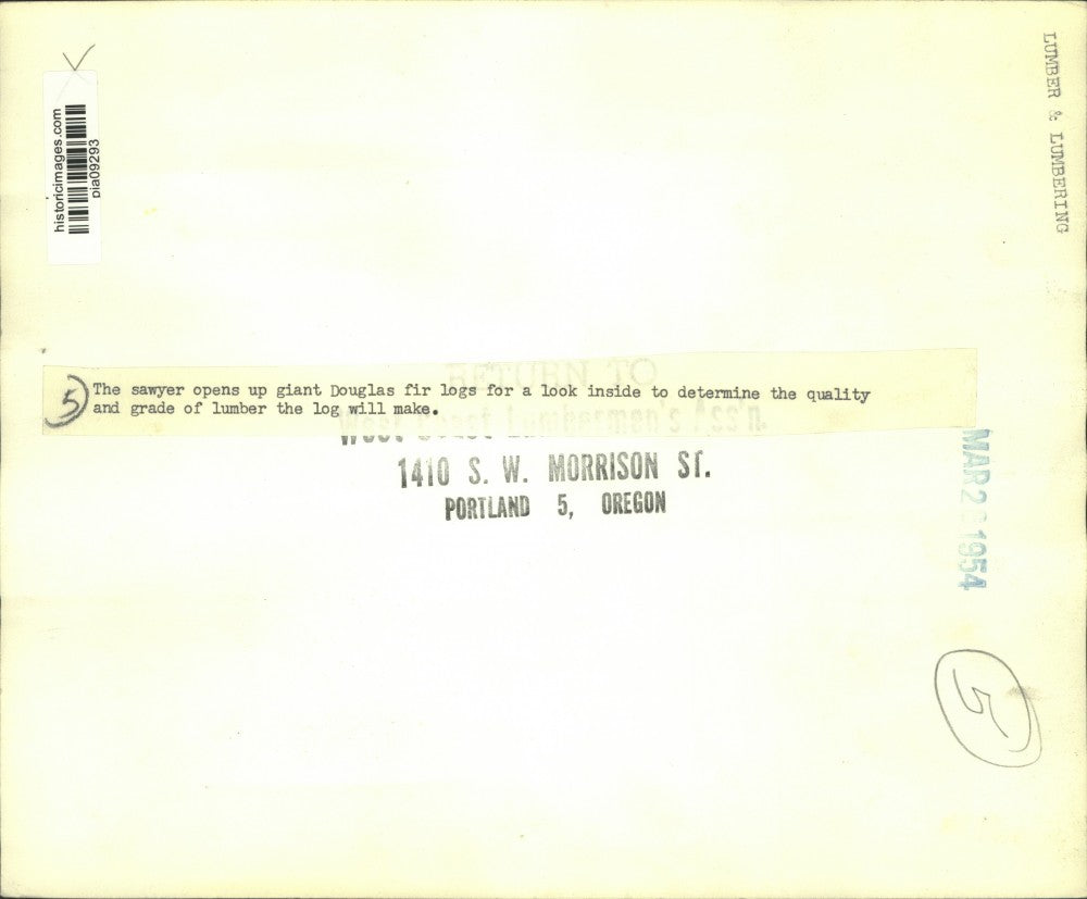 1954 Press Photo West coast sawyer opens up Douglas fir logs to check quality