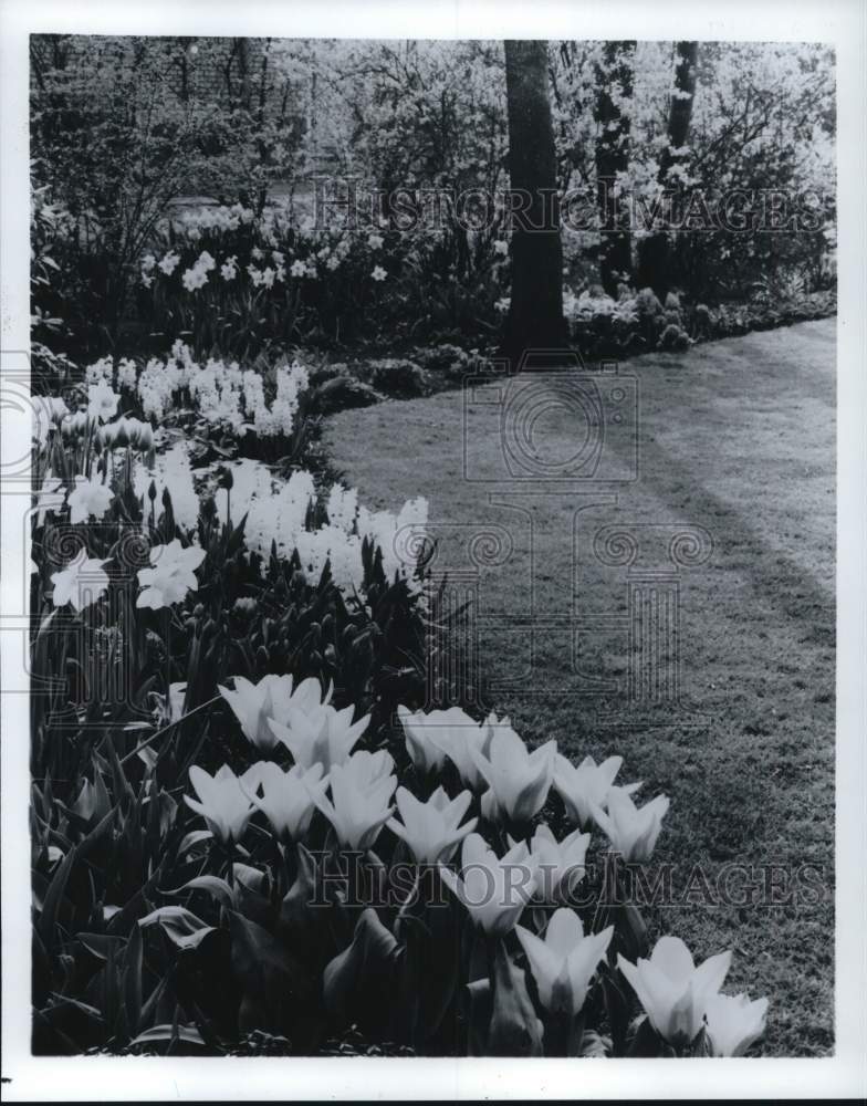 1985 Press Photo Tulips, daffodils &amp; hyacinths - pia09954
