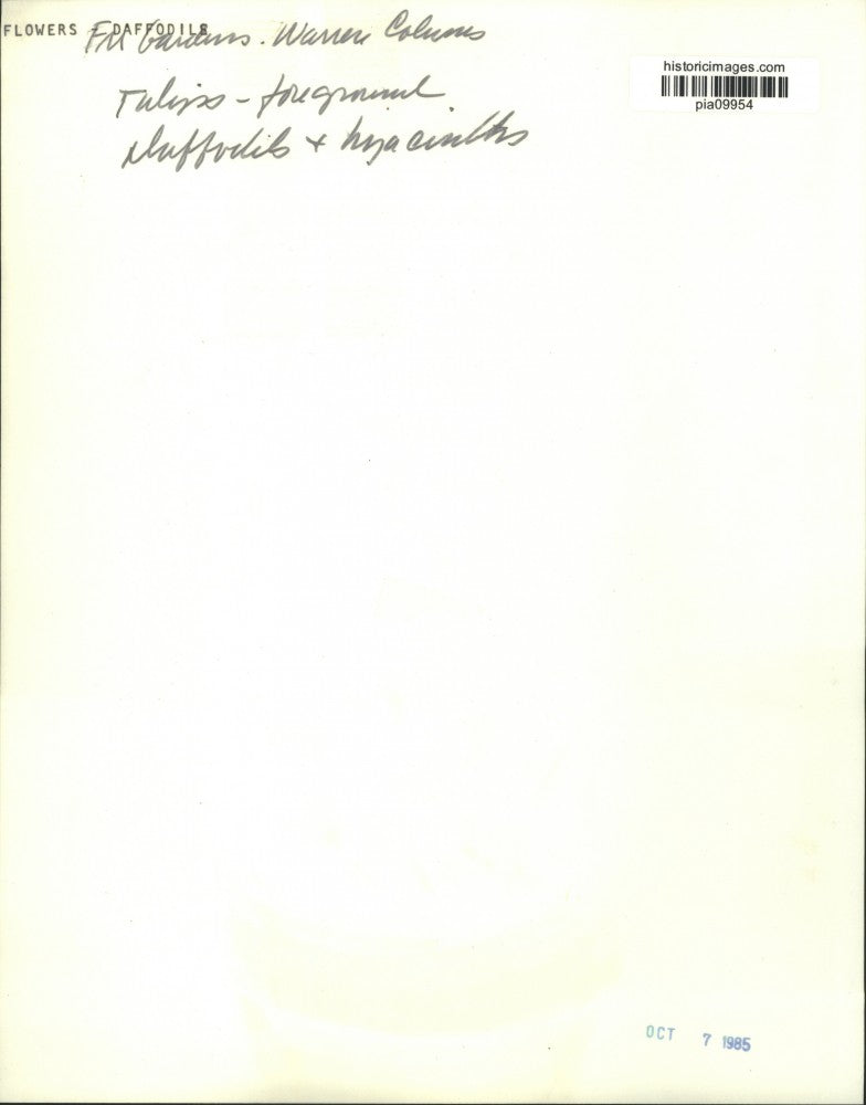 1985 Press Photo Tulips, daffodils & hyacinths - pia09954