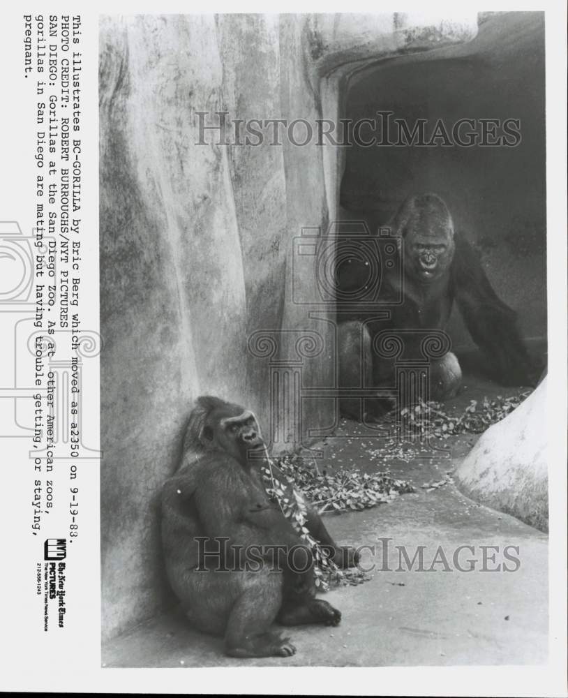 1988 Press Photo Gorillas in enclosure at San Diego Zoo in California
