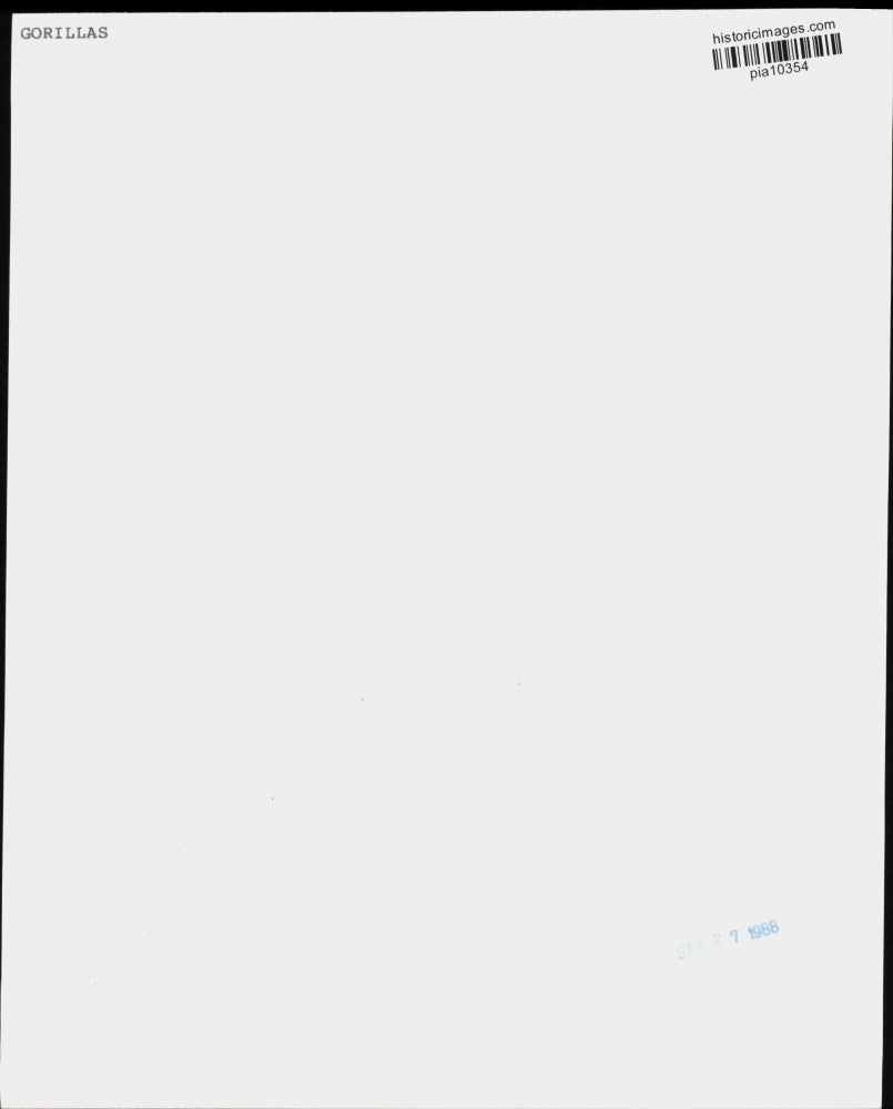 1988 Press Photo Gorillas in enclosure at San Diego Zoo in California