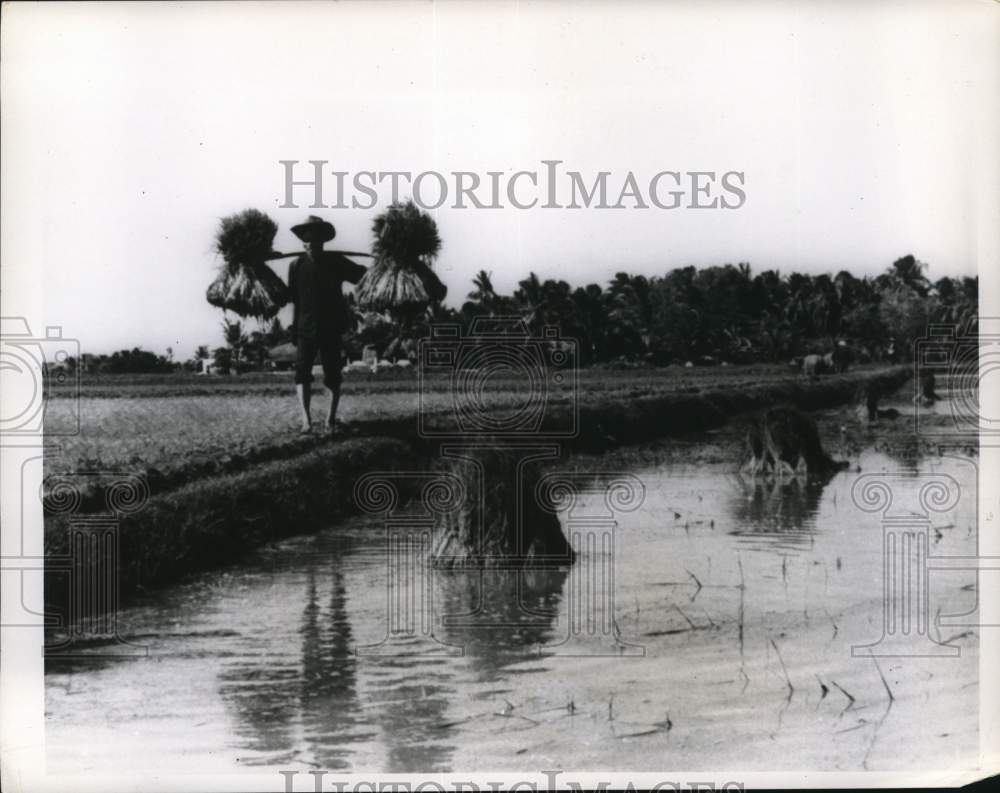 1967 Press Photo Farmer working in rice paddy in Vietnam - pim03189- Historic Images