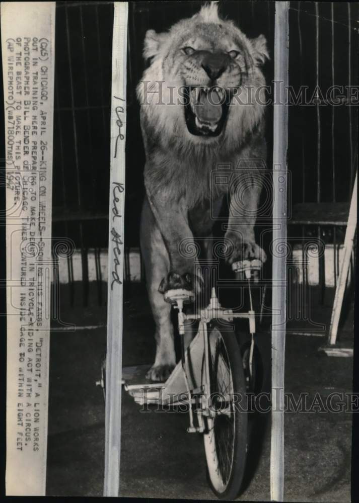 1947 Press Photo Lion &quot;Detroit&quot; shows tricycle-riding act, Chicago - pio04390- Historic Images