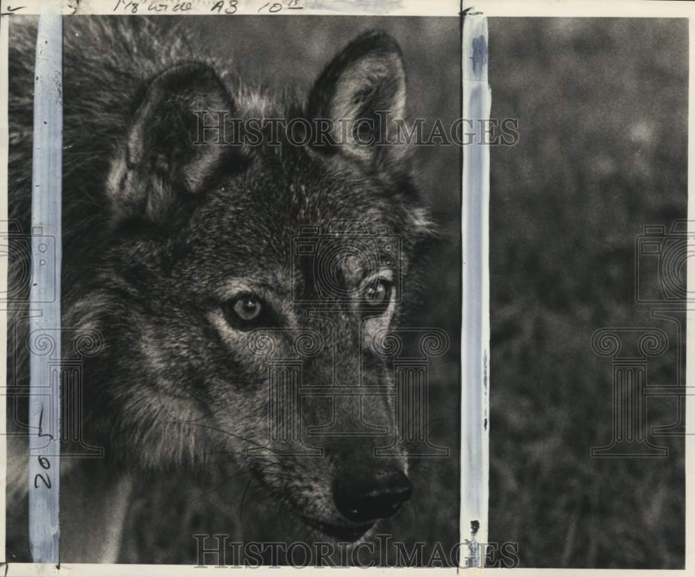 1974 Press Photo Timber wolf &quot;Chinook&quot; - pio07712- Historic Images