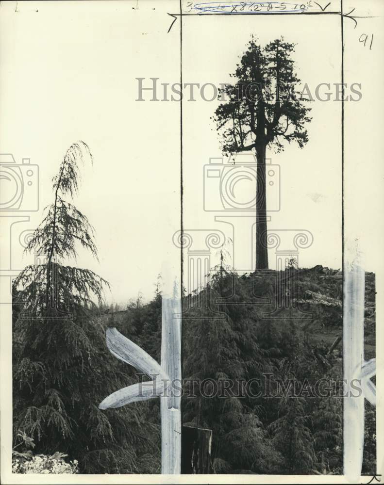 1976 Press Photo 500-to-600 year old Douglas Fir near Raymond, Washington- Historic Images