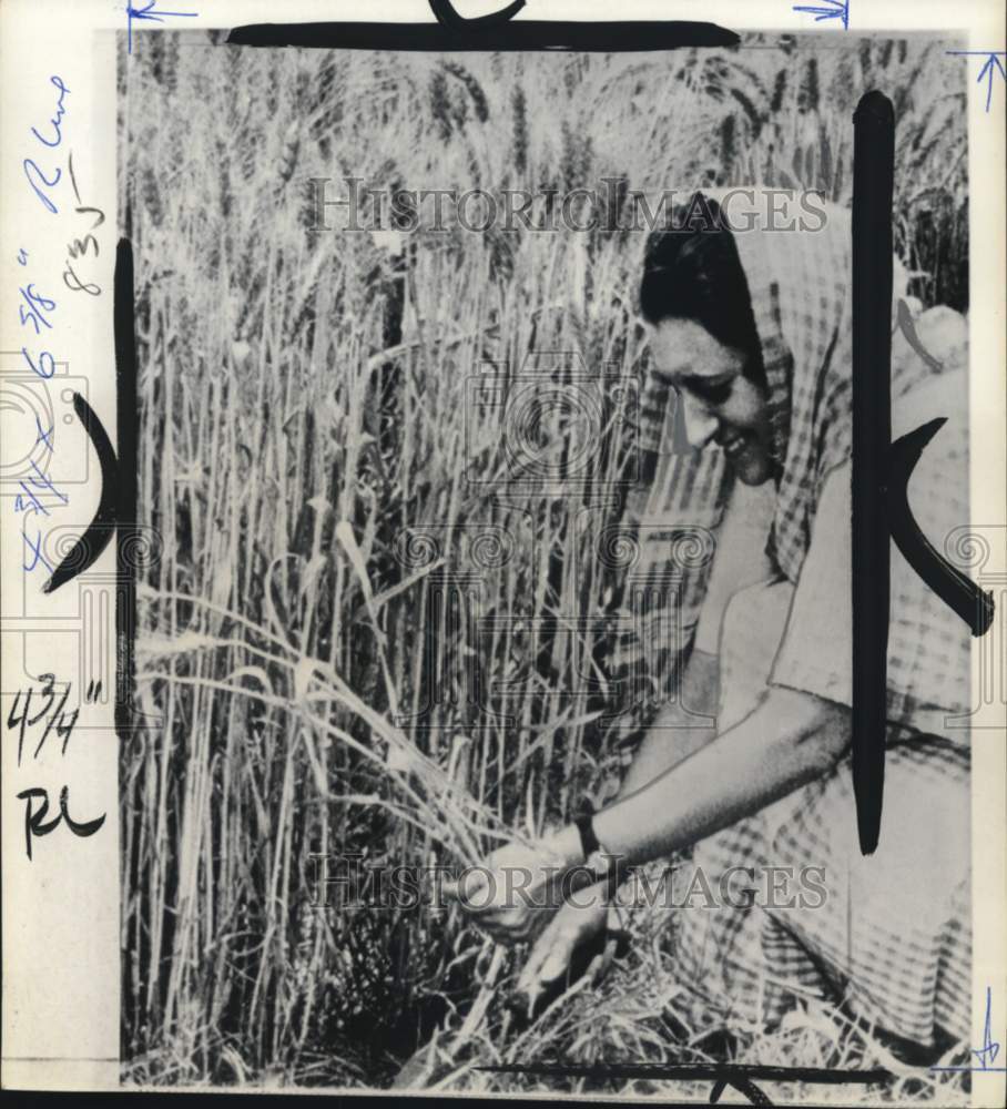 1968 Press Photo Indian Prime Minister Indira Gandhi harvesting crops on farm- Historic Images