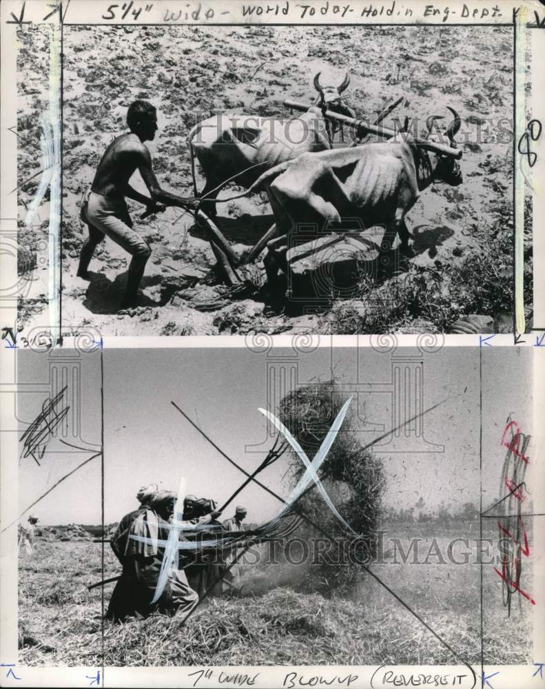 1968 Press Photo Farmers working rice fields in Pakistan - pio18156- Historic Images