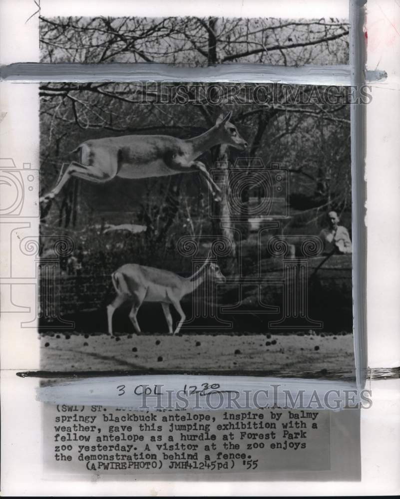 1955 Press Photo Buck antelope leaping at Forest Park Zoo, St. Louis, Missouri- Historic Images