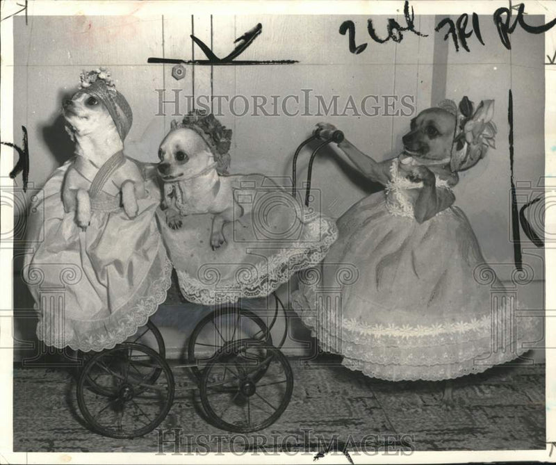 Load image into Gallery viewer, 1957 Press Photo Teresa Aries' chihuahuas "Corkey," "Stubby," &amp; "Chico"
