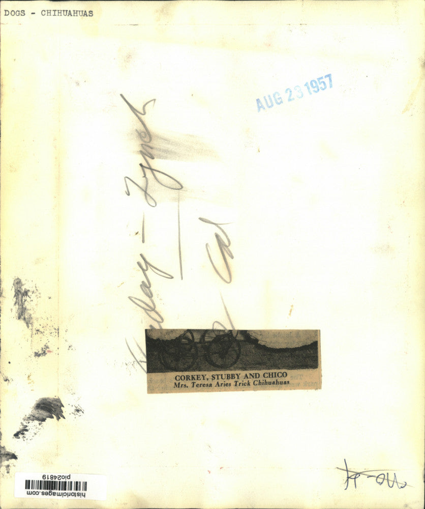 1957 Press Photo Teresa Aries' chihuahuas "Corkey," "Stubby," & "Chico"