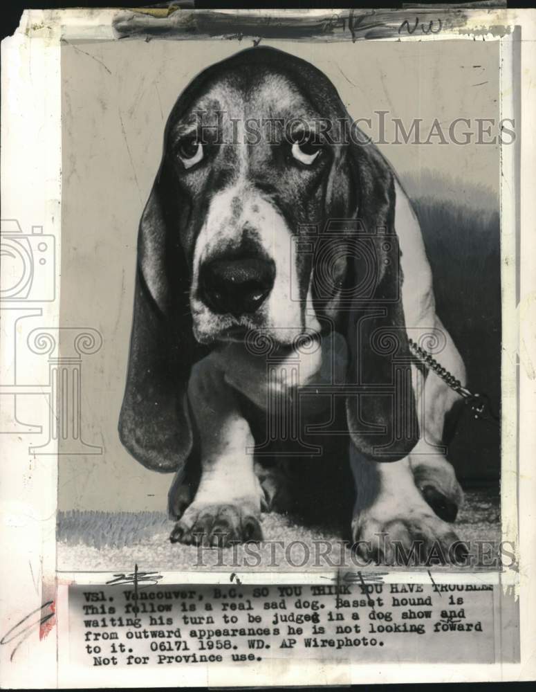 1978 Press Photo Basset hound dog in Vancouver, Canada - pio25191