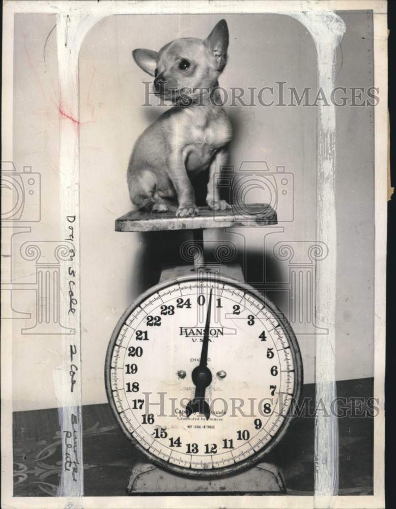 Load image into Gallery viewer, 1948 Press Photo Chihuahua puppy "Tiny Tim" on a scale in Hawthorne, California
