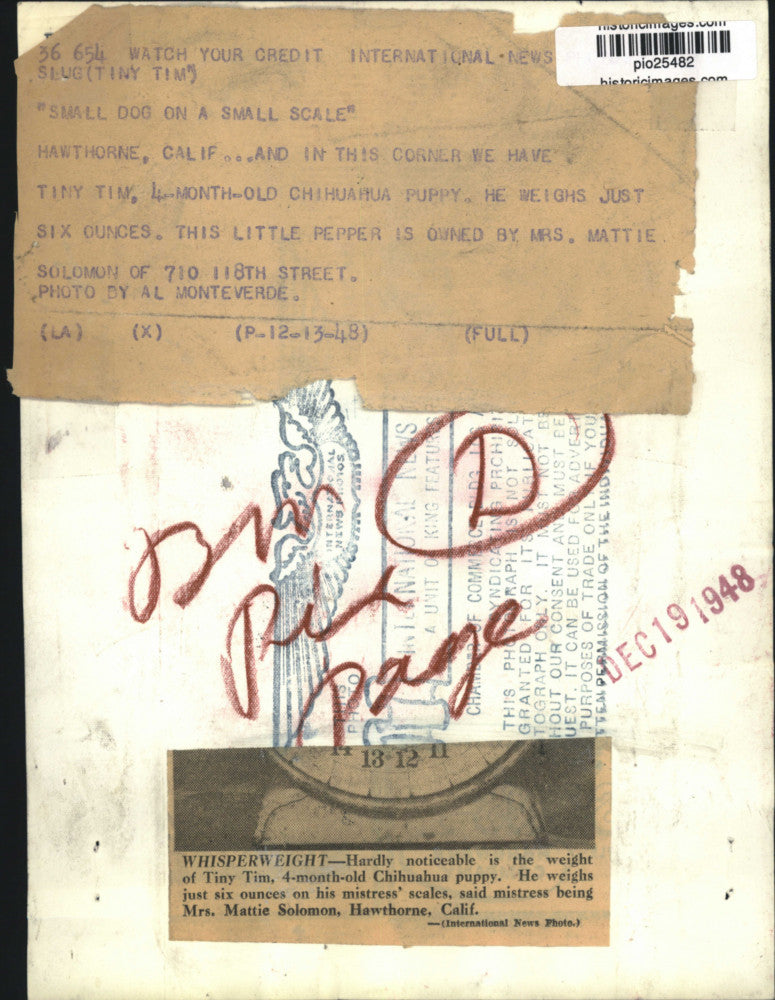 1948 Press Photo Chihuahua puppy "Tiny Tim" on a scale in Hawthorne, California