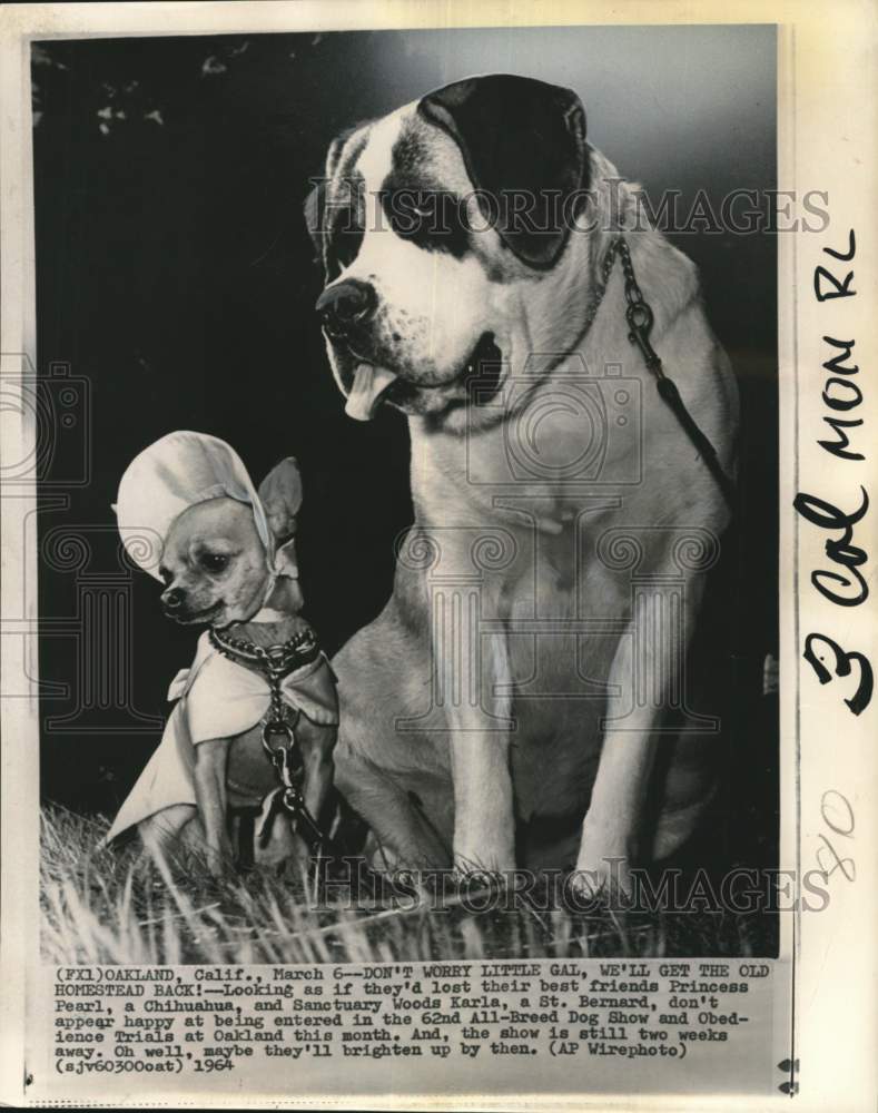 1964 Press Photo Chihuahua "Princess Pearl" & St. Bernard "Karla" dogs in CA
