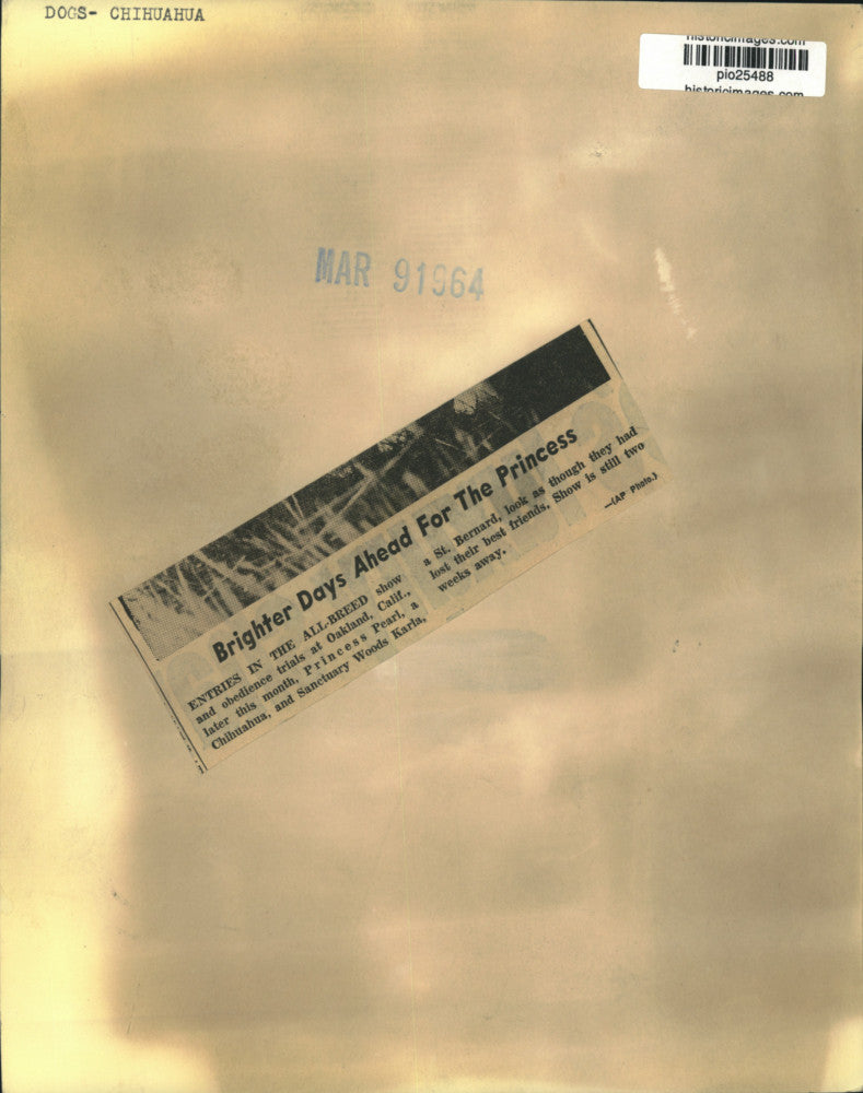 1964 Press Photo Chihuahua "Princess Pearl" & St. Bernard "Karla" dogs in CA