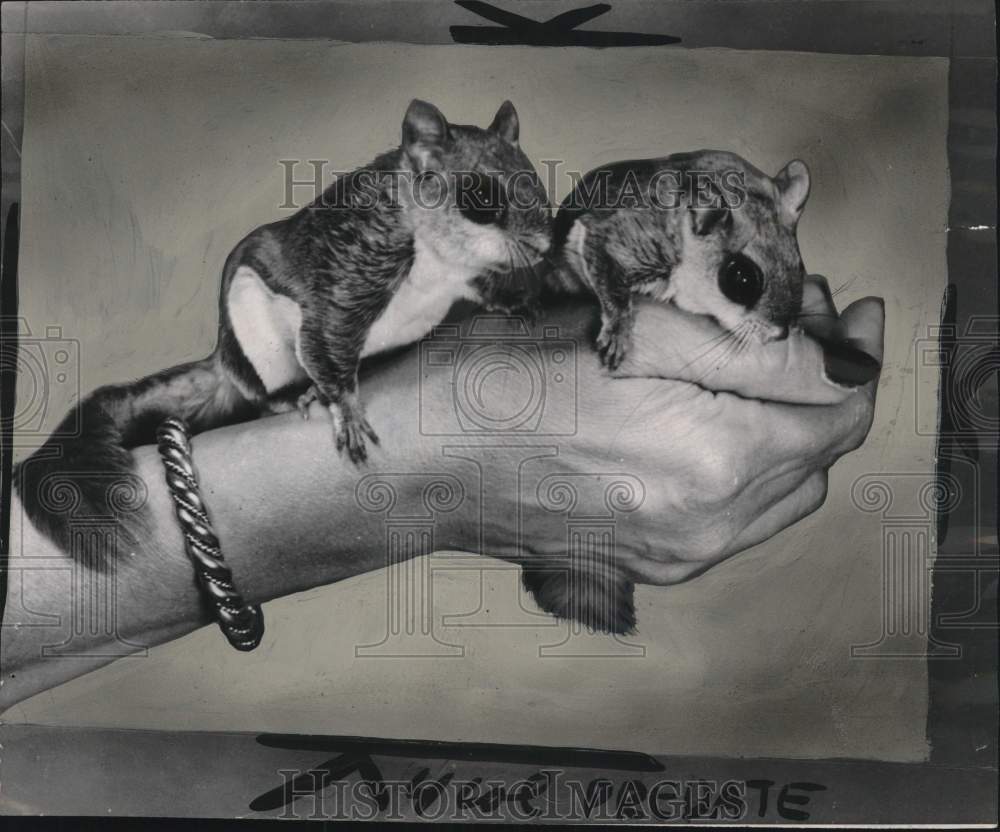 1951 Press Photo Woman with two flying squirrels perched on her hand - pio28286