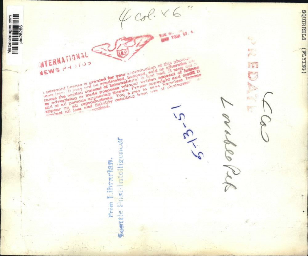 1951 Press Photo Woman with two flying squirrels perched on her hand - pio28286