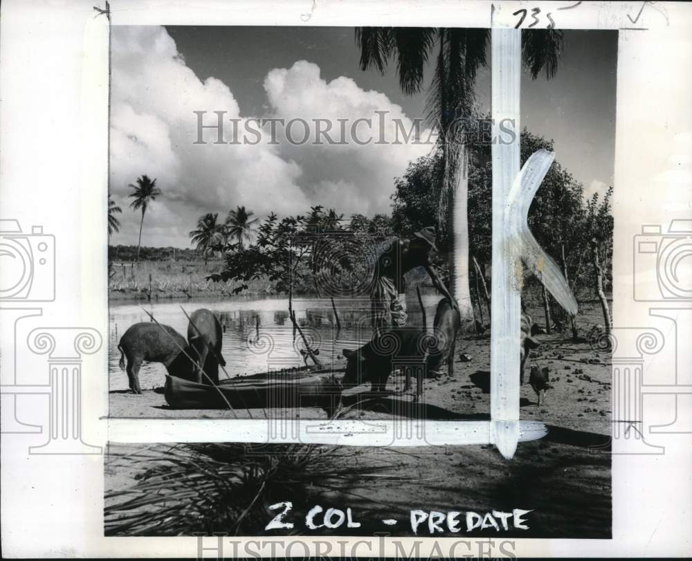 1941 Press Photo Farmer & pigs at a farm in the Dominican Republic - pio29720