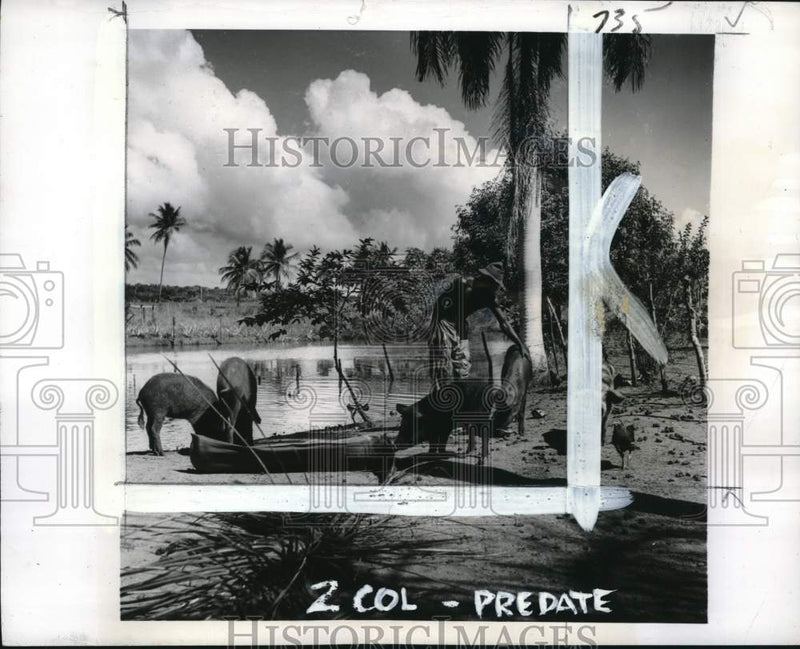 Load image into Gallery viewer, 1941 Press Photo Farmer &amp; pigs at a farm in the Dominican Republic - pio29720
