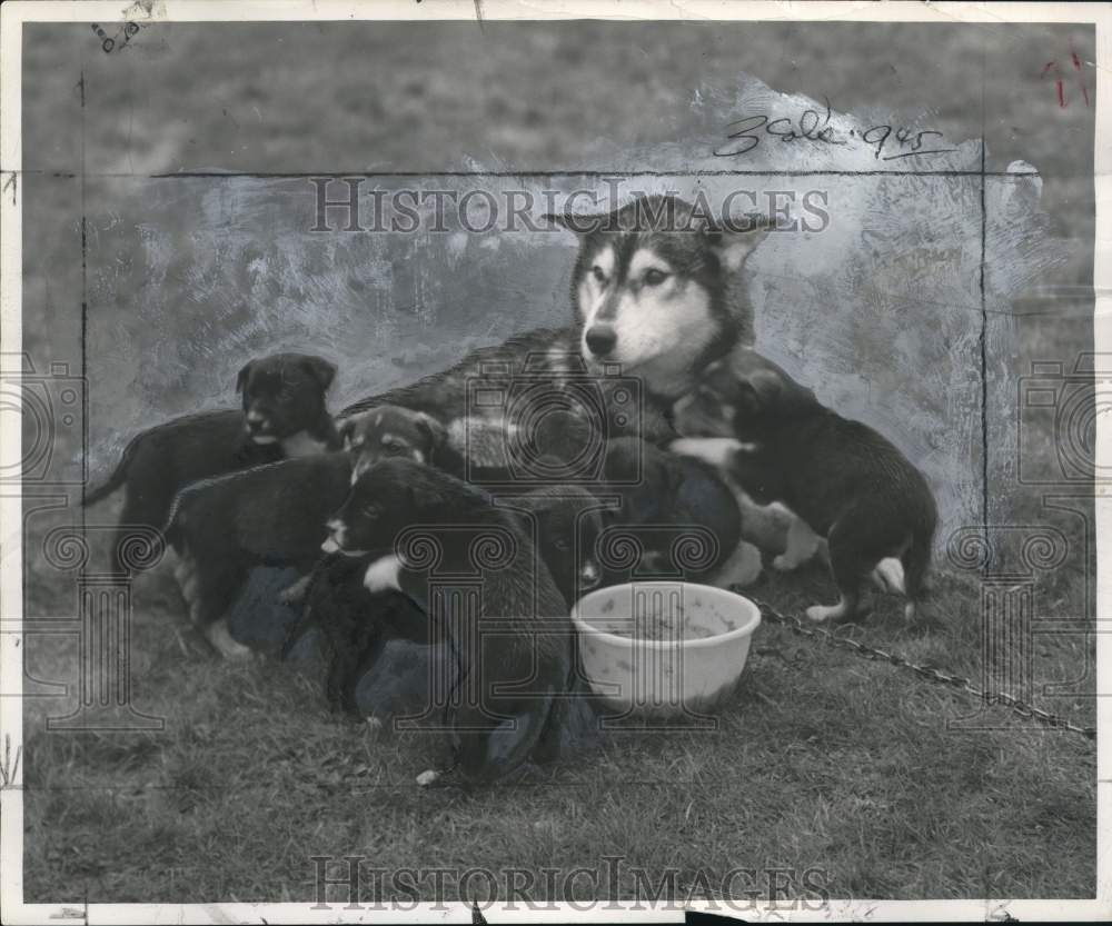 1955 Press Photo Siberian Husky "Kiska" watching over her puppies - pio29973- Historic Images