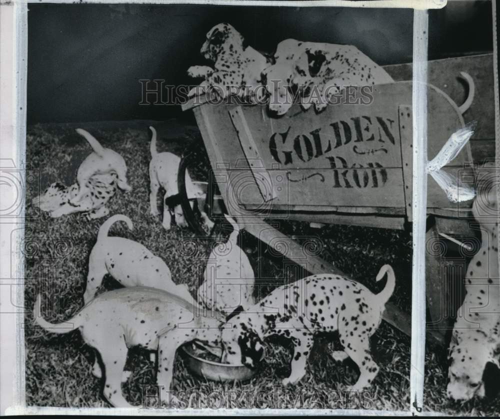 1950 Press Photo James Griffin's pet Dalmatians during feeding in Florida- Historic Images