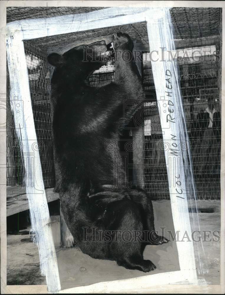 1946 Press Photo "Teddy" bear drinks beer at animal ranch in Silver Springs, FL