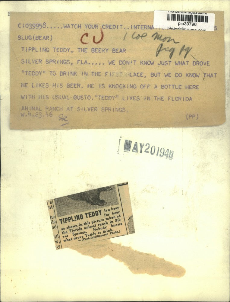 1946 Press Photo "Teddy" bear drinks beer at animal ranch in Silver Springs, FL