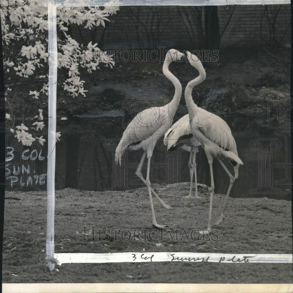 1948 Press Photo Flamingos "Neck" at Bronx Zoo, New York - pio32997