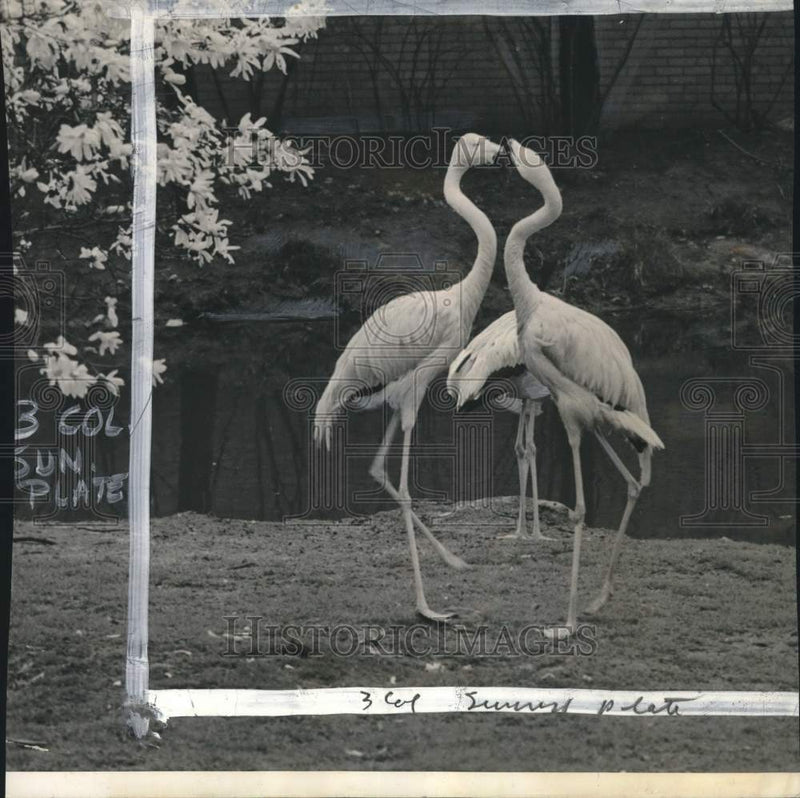 Load image into Gallery viewer, 1948 Press Photo Flamingos "Neck" at Bronx Zoo, New York - pio32997
