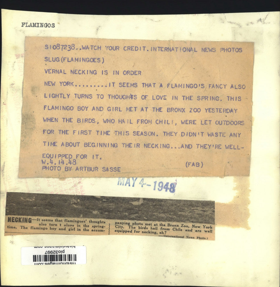 1948 Press Photo Flamingos "Neck" at Bronx Zoo, New York - pio32997