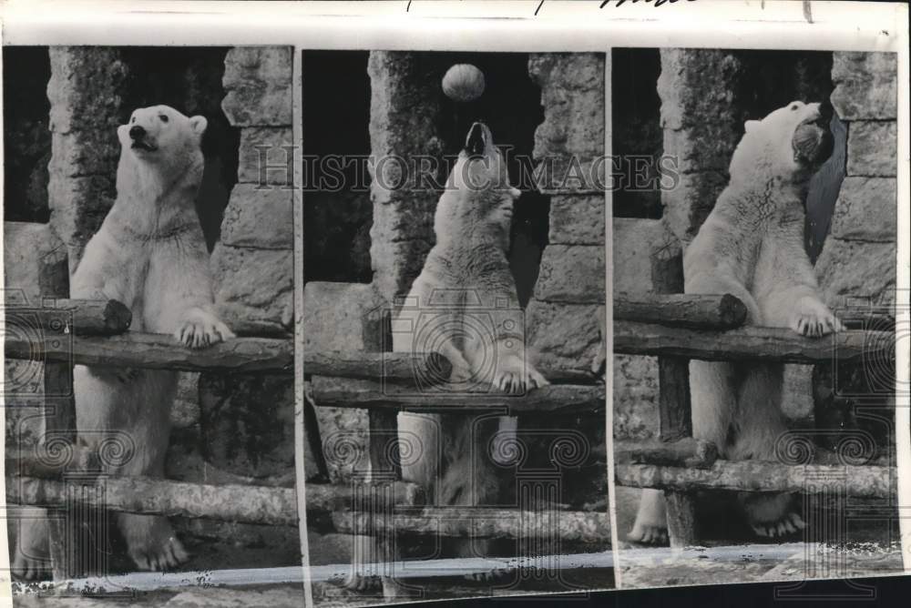 1958 Press Photo Polar bear &quot;Ivan&quot; eats a melon at the Los Angeles zoo in CA- Historic Images