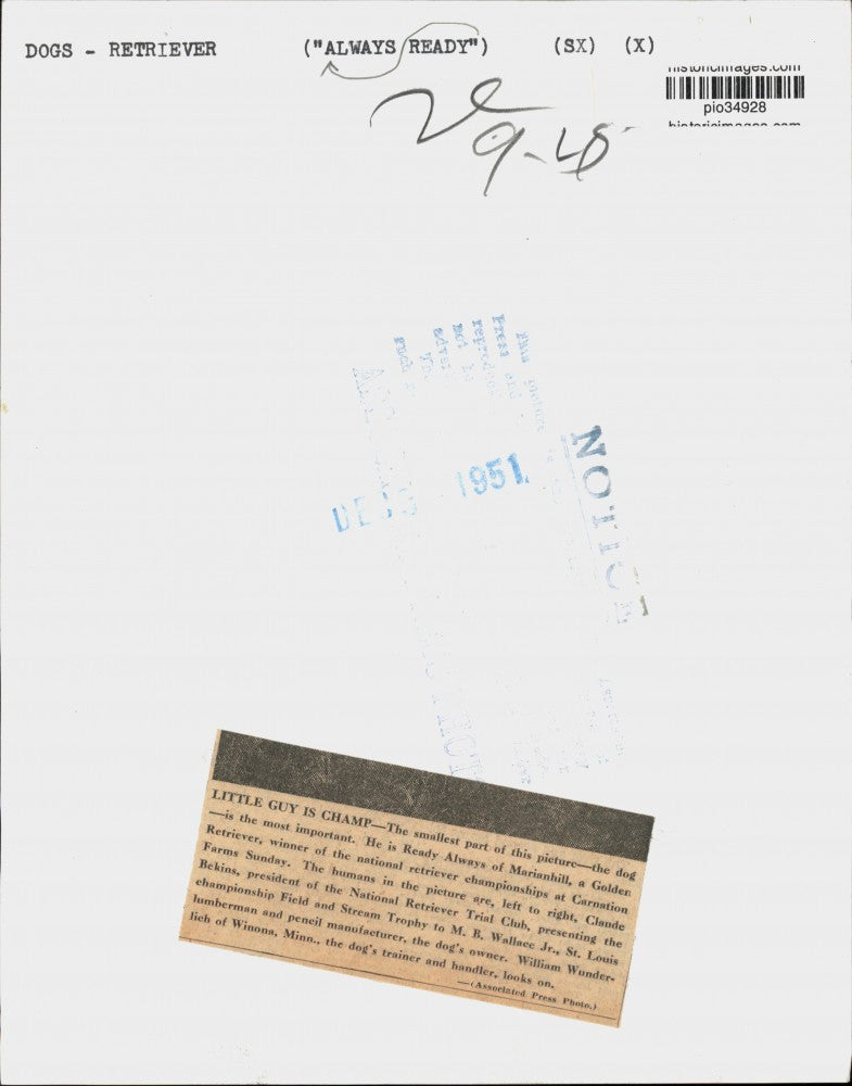 1951 Press Photo Golden retriever "Ready Always" wins Carnation Farms dog show