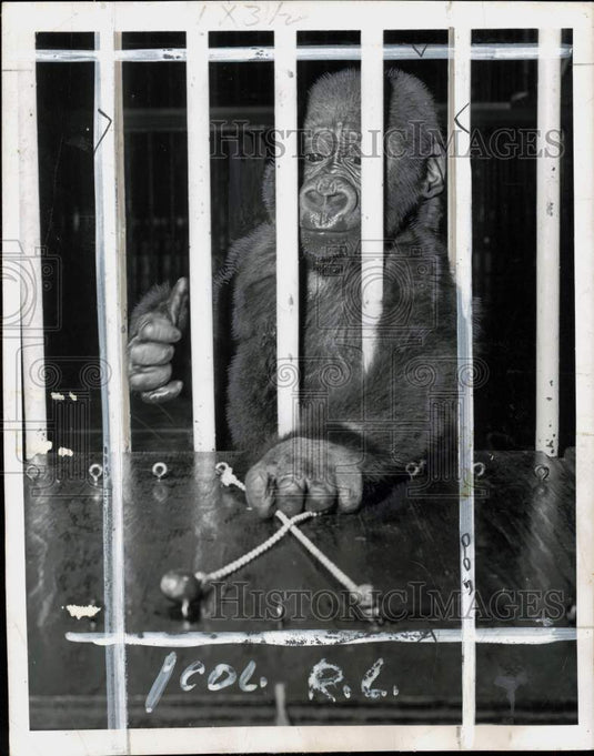 1949 Press Photo Young gorilla "Sinbad" at Roosevelt College in Chicago, IL- Historic Images