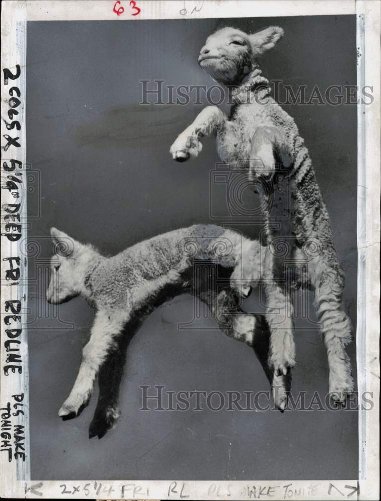 1953 Press Photo Two Lambs Leap Into Air in Somerton, Near Melbourne, Australia- Historic Images