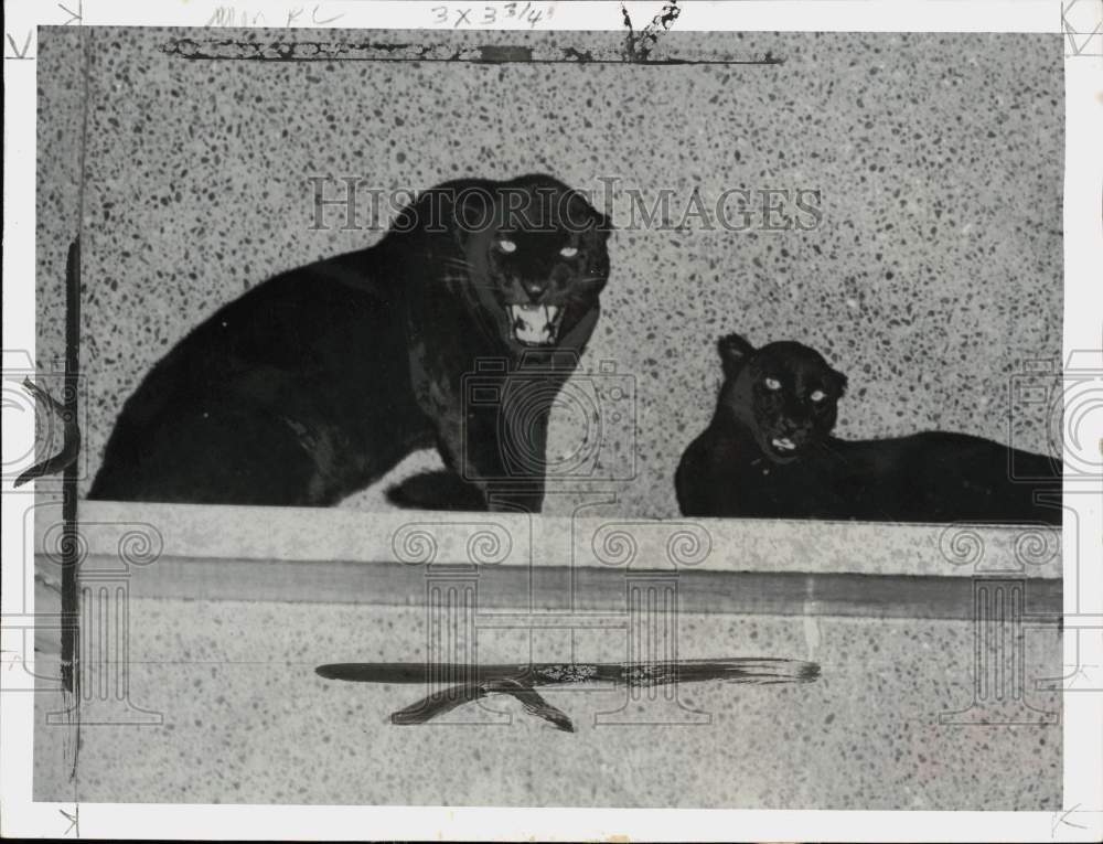 1955 Press Photo Leopard "Snowball" & another leopard in Chicago, Illinois