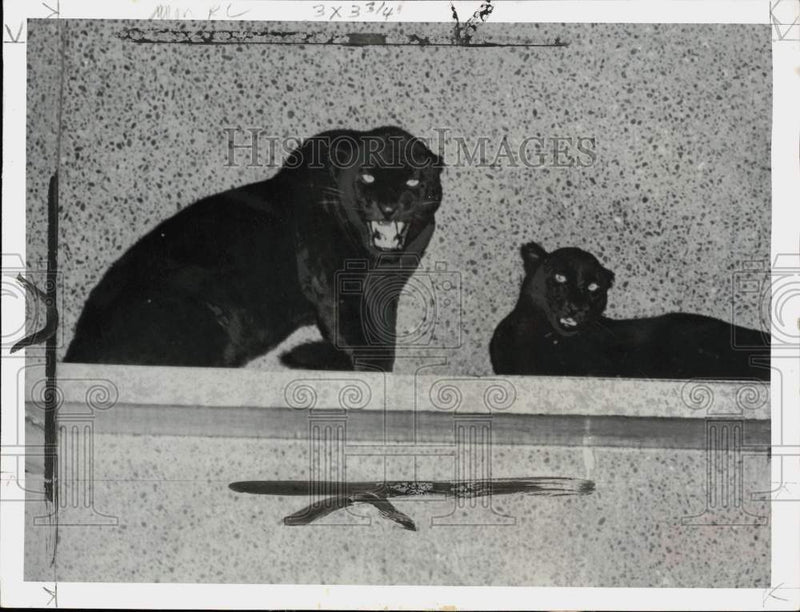 Load image into Gallery viewer, 1955 Press Photo Leopard "Snowball" &amp; another leopard in Chicago, Illinois
