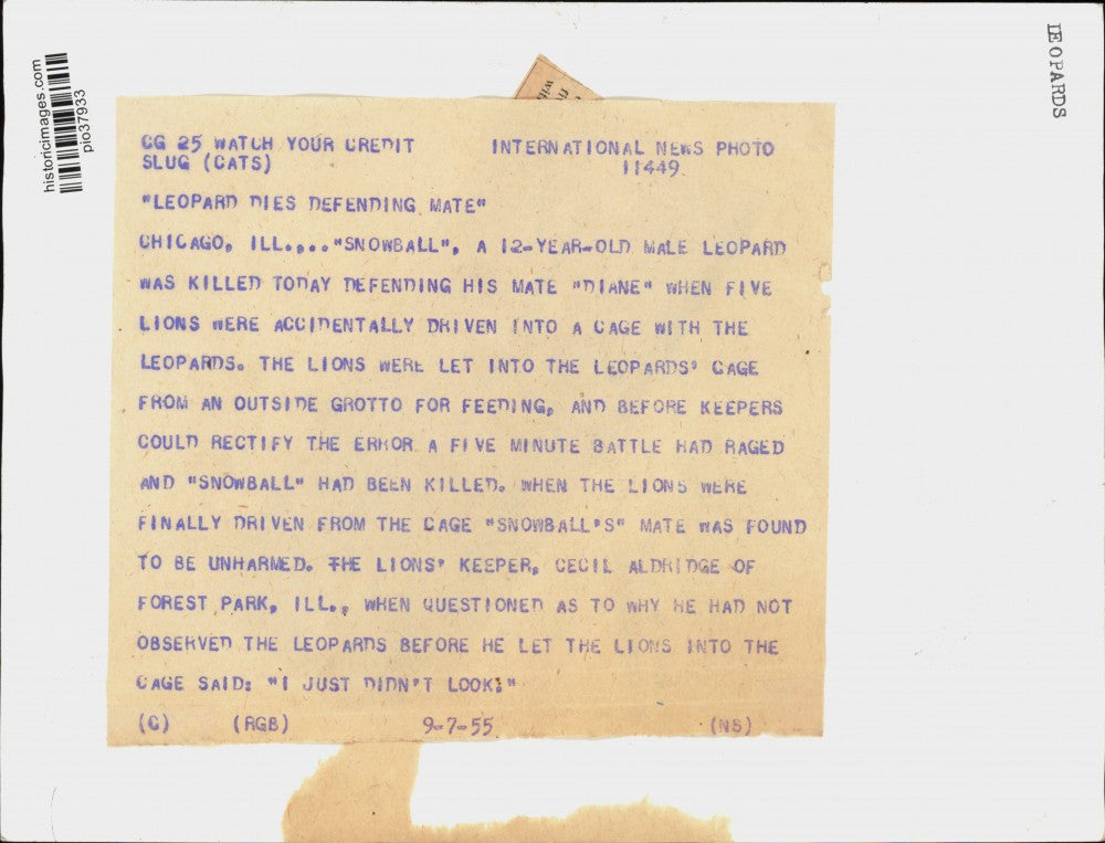 1955 Press Photo Leopard "Snowball" & another leopard in Chicago, Illinois